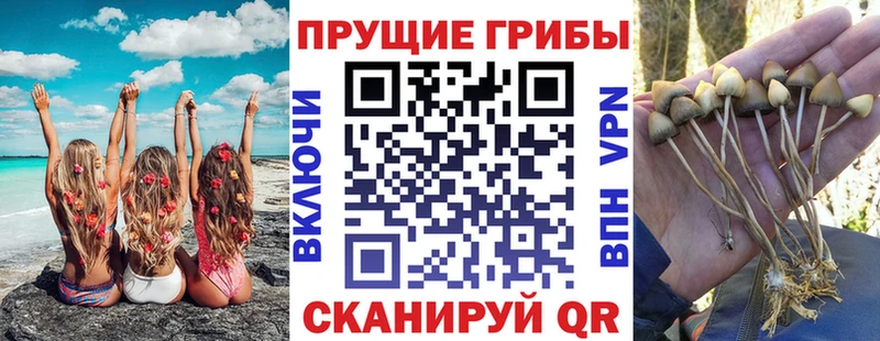 Галлюциногенные грибы мицелий  цены наркотик  Темников 